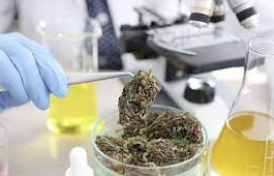 SF Gate Report: California shuts down testing at most cannabis  labs in the state.. only 12 labs now compliant says DCC