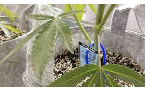 MJ Biz Publishes Report On Track & Trace “Not good.....Nicholas Serrano of Oklahoma City-based cannabis nursery SouthWest Genetics described his experience using Metrc "