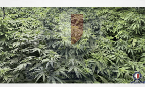 Malta: More than 150 cannabis plants discovered in Mellieħa residence intended for drug production
