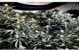 UK: Preston: Officers discover four cannabis grows in just two days