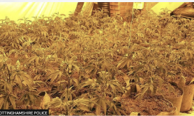 UK: Beeston: Arrest after hundreds of cannabis plants discovered