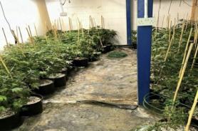 UK: Police in Essex shut down cannabis farm and seize plants