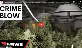 South Australia: Crushing blow for cannabis criminals with new laws set to make dope growers pay | 7 News Australia