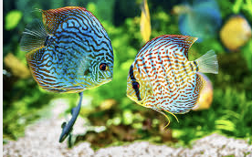 UK dealer 'sold cocaine to keep tropical fish alive'