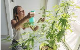 NY: Home Grow Rules Now Agreed