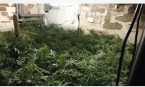 UK: Harrogate: Police seize 300 cannabis plants in town centre raid