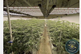 Michigan police seize 4,000 marijuana plants, processed weed worth $6.3M