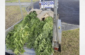 Australia: More than 100 cannabis plants seized in Portland