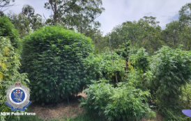 NSW - Australia - Nine Arrested in Mid North Coast Cannabis Probe