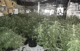 Police find huge cannabis farm with 350 plants after men 'seen running out an address'