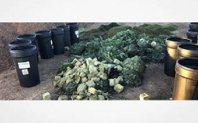 Washington Approves Bill Allowing Repurposing of Cannabis Waste Into Compost & Other Products