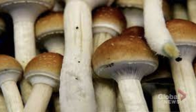 8 Reasons To Buy Shrooms From Canada This Year