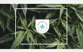 Jersey medicinal cannabis producer agrees to a £3.7m merger with Scottish CBD firm