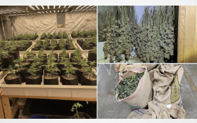 Washington state police implicate Chinese nationals in cannabis bust