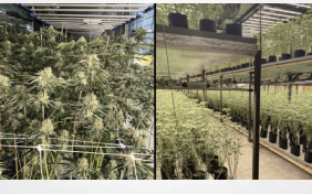 California: $10 million in illegal cannabis plants seized in East Oakland bust