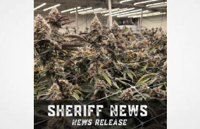 Stanislaus County Sheriff's Office Announces Marijuana Enforcement Team (MET) Seize 4,000 Plants