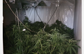 UK: Police find 200 cannabis plants during raid in Aldridge