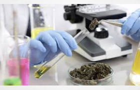 Interview: The Impact of Emerging Markets on Cannabis Testing
