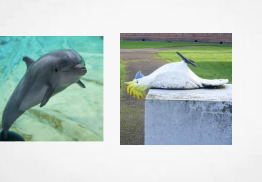 Australia: Dolphins’ Alternaleaf Jersey Sponsor Idea Is A Dead Parrot