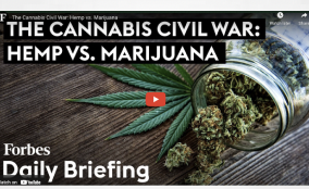 The Cannabis Civil War: Hemp vs. Marijuana