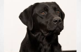 CBSA drug-sniffing dog discovers 1,300 kgs of hashish at Montreal Port
