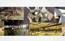Court documents provide deeper look inside Maine’s Chinese funded  illegal cannabis grows