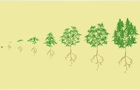 The Life Cycle of Cannabis Plants
