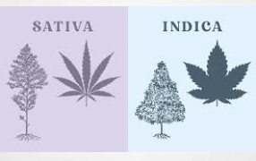 What's the Difference Between Sativa Hybrid and Indica Strains?