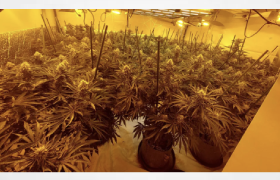 UK: More than 100 cannabis plants found in Essex home
