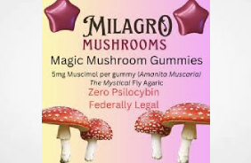 “A Wild West”: How Amanita muscaria Gummies Mislead Buyers ...Some manufacturers say they're selling Amanita muscaria gummies, while in practice, packing the gummies with other drugs.