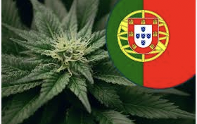 Report: Inaccurate labeling of Portuguese cannabis products highlights improved traceability requirements