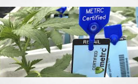 Metrc secures $113M cannabis track-and-trace contract extension in California