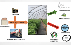 Analysis: Significant difference in environmental impact between indoor & outdoor cannabis production.. Results show that outdoor cannabis agriculture can be 50 times less carbon-emitting than indoor production.