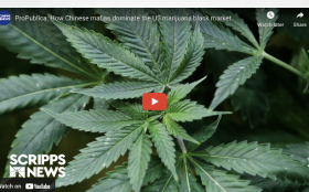 ProPublica: How Chinese mafias dominate the US marijuana black market