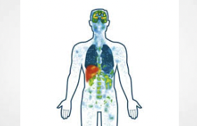 How Do Cannabinoids Interact With The Human Body?