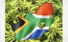 South Africa Issues 1,110 Hemp Licenses: Is The Industry Leaving Small Farmers Behind?