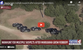 Manhunt for multiple suspects after marijuana grow robbery