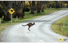 Only In Australia: Kangaroo Collision Causes Police To Catch Man With 44 Kilos Of Cannabis