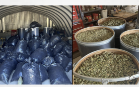 30K plants, 11 tons of processed cannabis seized in Mendocino Co. operations