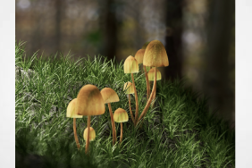 Your Guide to Natural Mental Health Solutions: Understanding Psilocybin