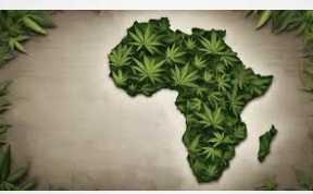 Media Report: Business Insider Africa - The growing global demand for medical cannabis and its economic advantages have caused several African countries to pause the restrictions placed on the plant's cultivation.