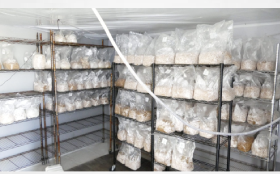 Canada: Large magic mushroom operation in Puslinch dismantled by York police