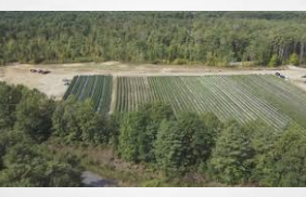 NY: Moreau cannabis farm was not licensed to operate, says town