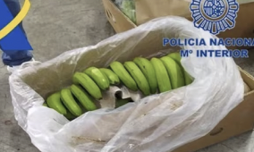 Record-breaking 13 tonnes of cocaine is found hidden in bananas in major ‘narco port’ in southern Spain