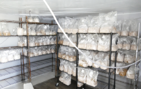 Canada: York police bust large magic mushroom lab, seize drugs worth almost $500,000