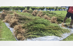 Fiji: Taskforce seizes 4.5 tonnes of cannabis