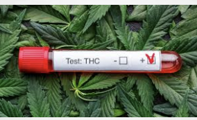 New Paper: Analyses of blood THC concentration versus time data