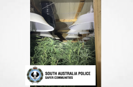 South Australia: Cannabis crop seized at Two Wells