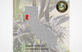 Press Release: DCC Transitions Mendocino Cannabis Growers to Annual Licenses