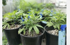 Article: Growing Cannabis at Home in Seattle: Legal Guidelines and Best Practices